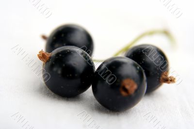 currants Isolated in White