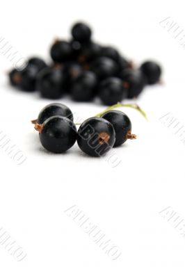 currants Isolated in White