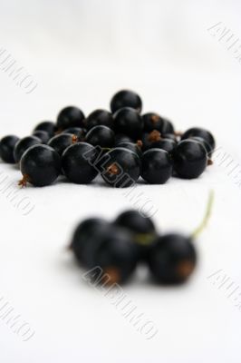 currants Isolated in White