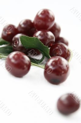 Red Cherry isolated in White Background