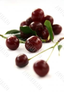 Red Cherry isolated in White Background