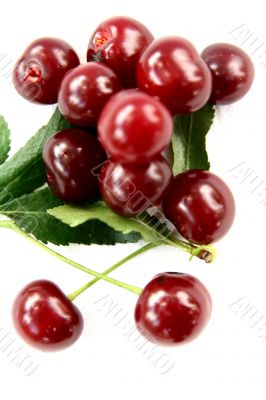 Red Cherry isolated in White Background