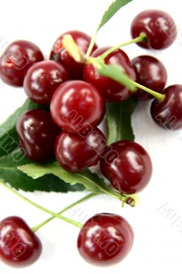 Red Cherry isolated in White Background