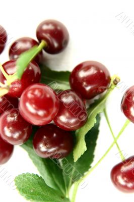 Red Cherry isolated in White Background