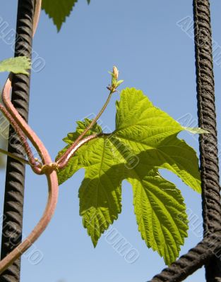 Ivy on the gate
