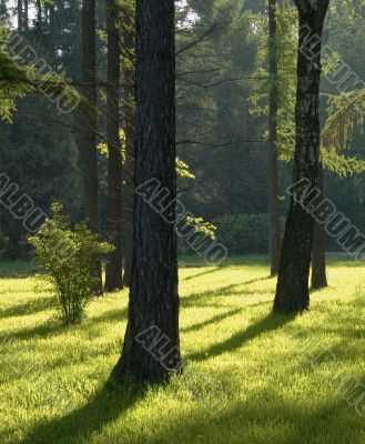 Sunshine in a morning park