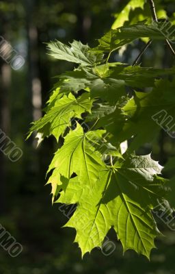 Leaves of maple