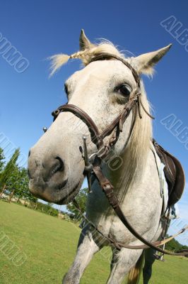 Saddled horse
