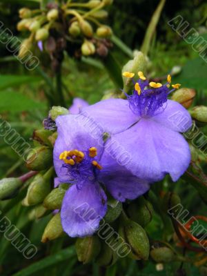 spiderwort