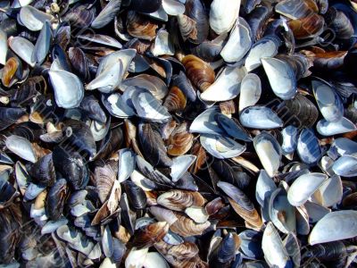 cockleshells on the beach of the Black Sea.