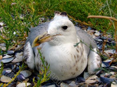The seagull has a rest on a beach in seaweed