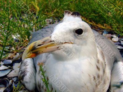 The seagull has a rest on a beach in seaweed.