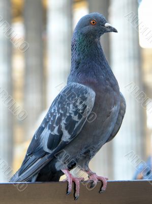 Pigeon