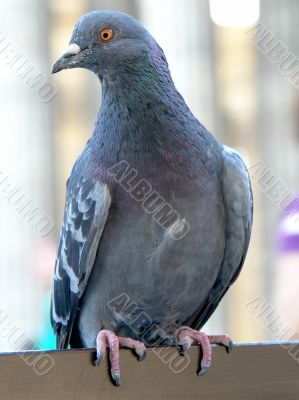 pigeon