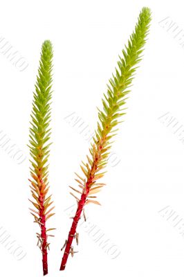 Euphorbia paralias isolated on white