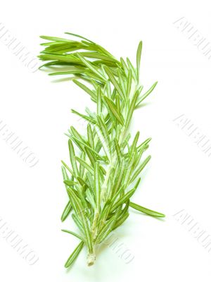 Rosemary