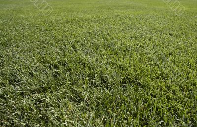 grass patern