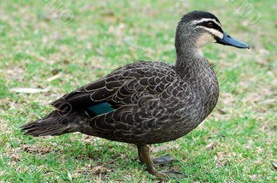 brown duck