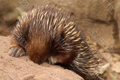 shy animal