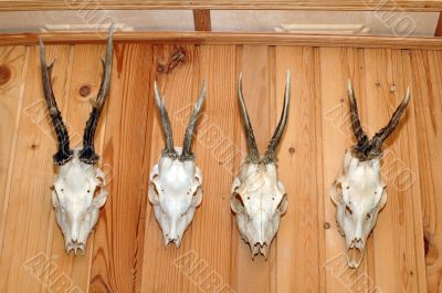 hunting trophies