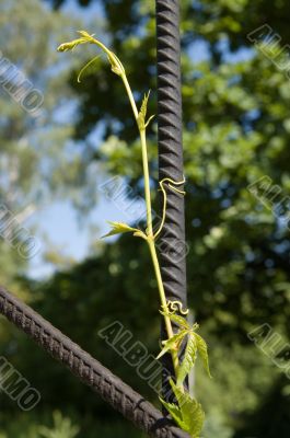 Ivy on the gate