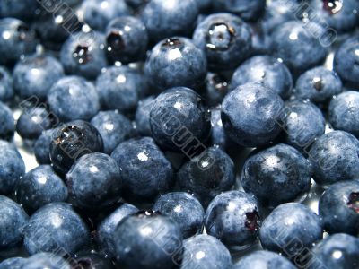 Blueberry Background