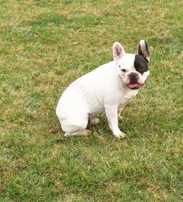 White French Bulldog