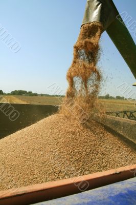 Harvest time