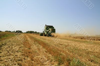 Wheat harvest