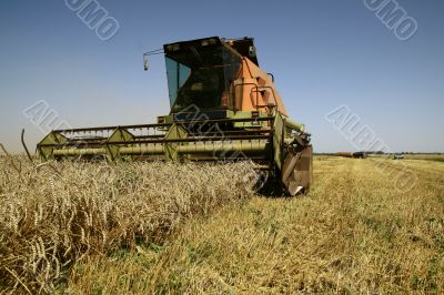 Harvest time