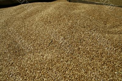 Grain