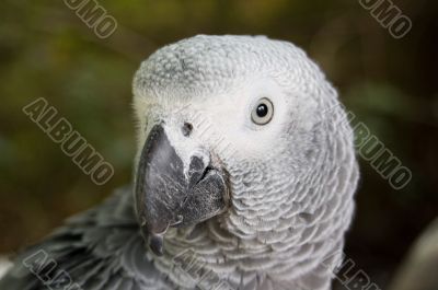 grey parrot