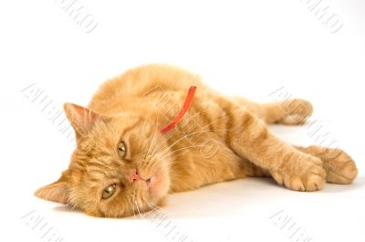 cat