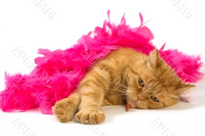 cat and boa