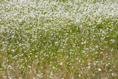 Field flowers