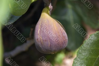 Fresh fig