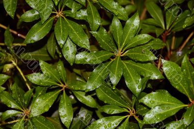 Water drops on leaves