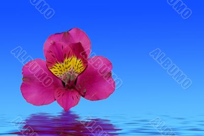 Pink Orchid