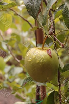 apple