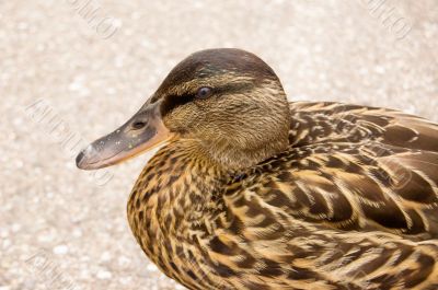 Duck