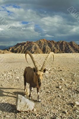 The goat poses for the photographer