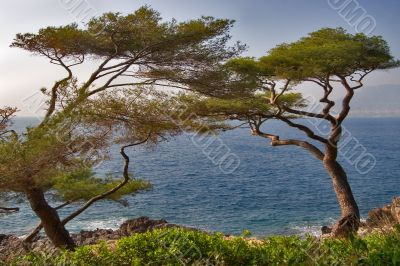 Trees on seacoast