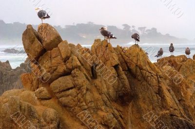 Strong birds