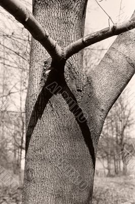 trees
