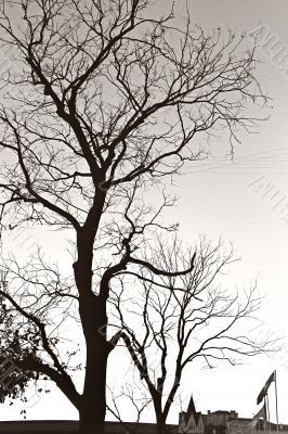 trees