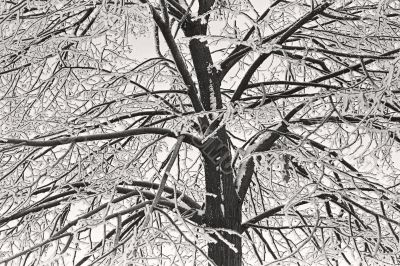 trees