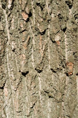Texture. bark of an old tree. close-up
