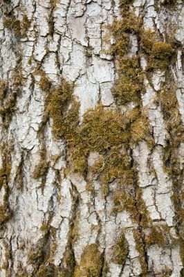 bark