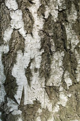 bark