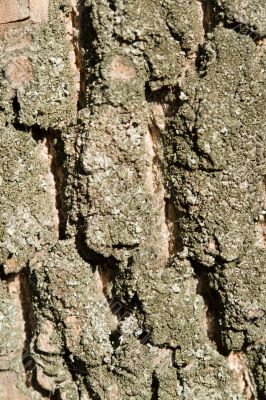 bark